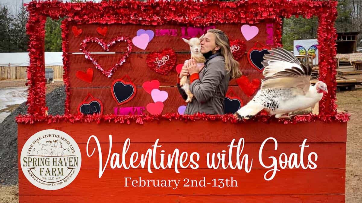 Valentines with goats at Spring Haven Farm